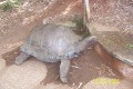 Riesenschildkröte 