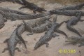 Krokodile 