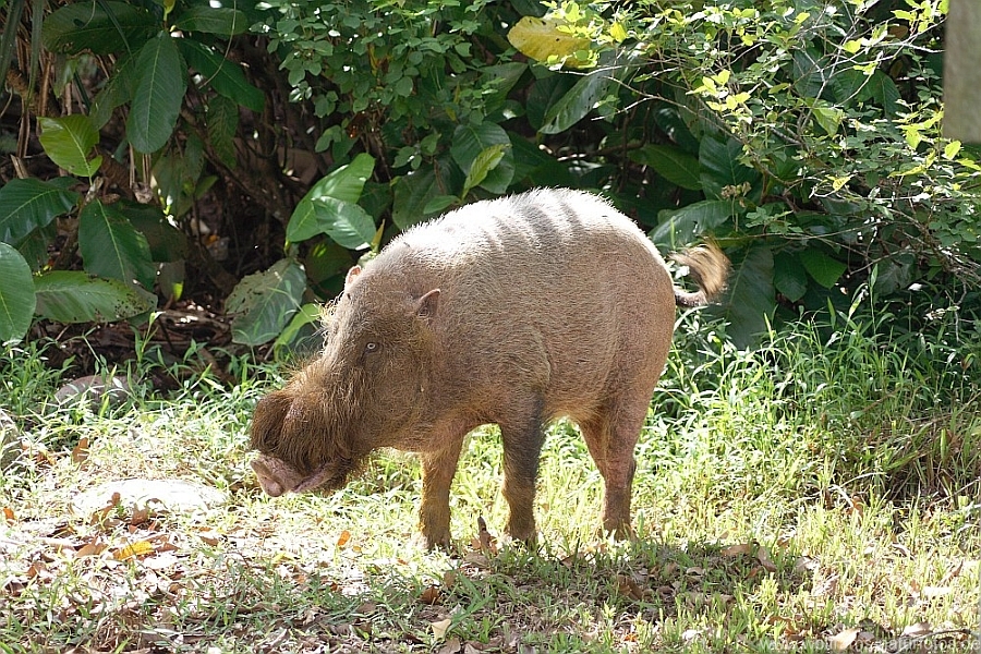 Bartschwein
