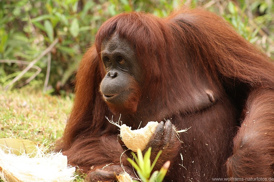 Orang_Utan