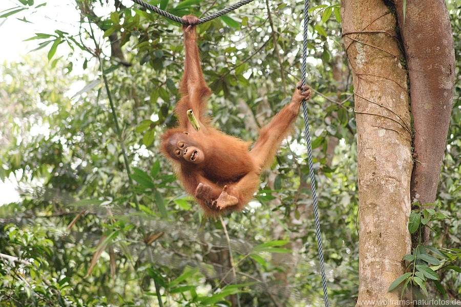 Orang_Utan2