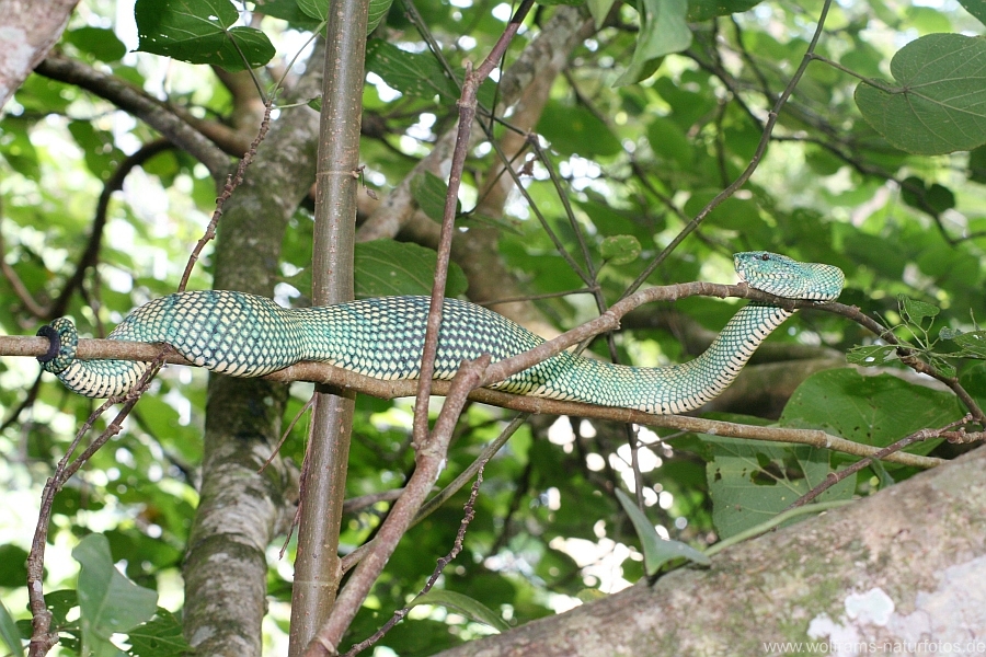 Tempelviper