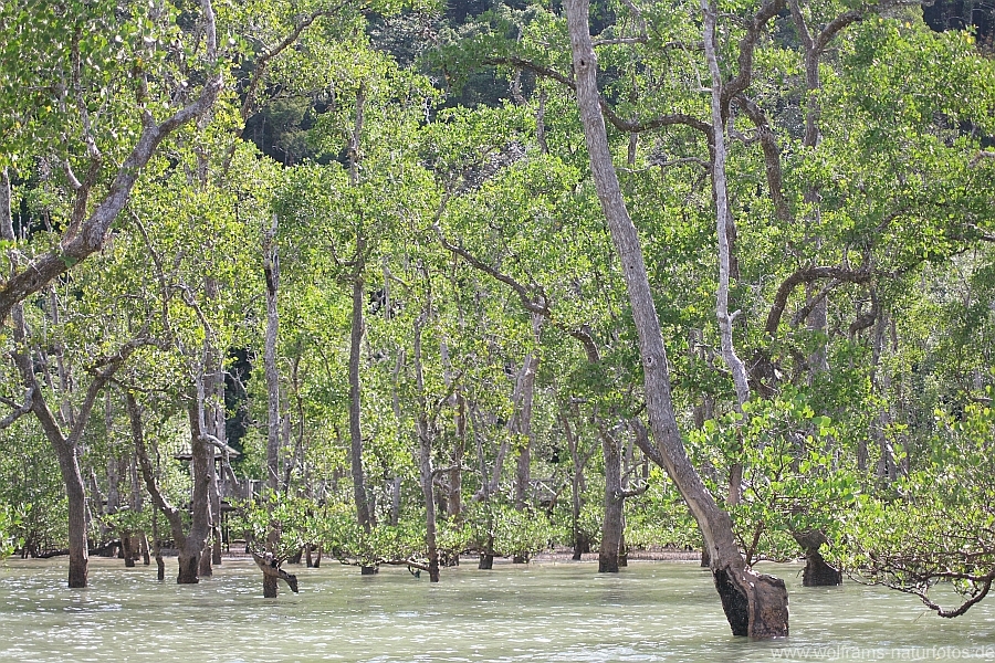 mangrovenwald