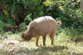 Bartschwein 