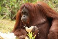Orang-Utan 