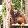 Orang-Utan 