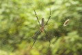 Spinne 