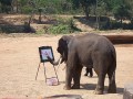 Elefant 