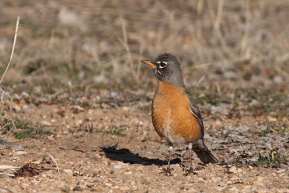american_robin