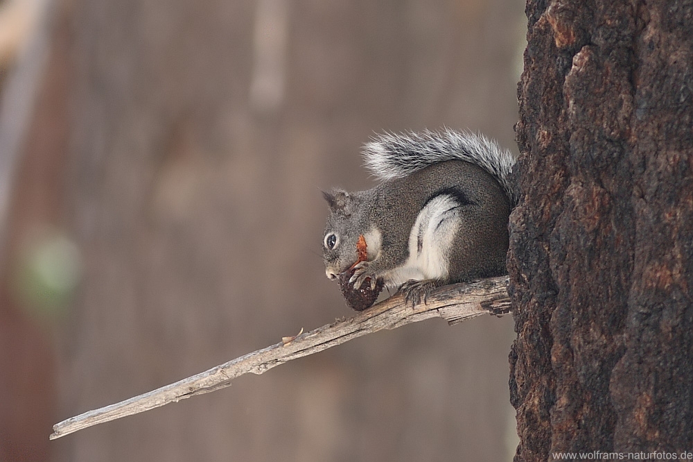 eastern_gray_squirrel
