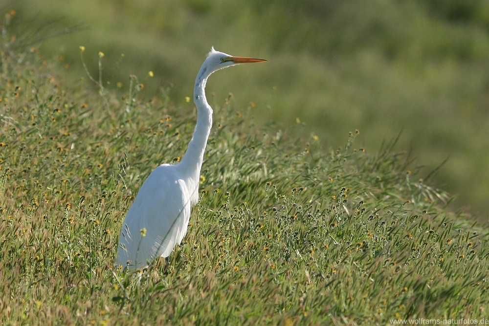 great_egret