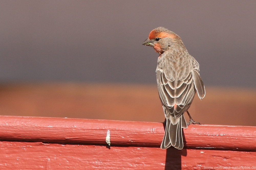 house_finch