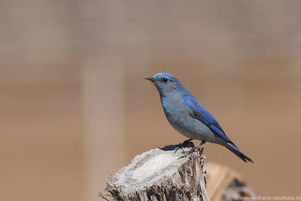 mountain_bluebird