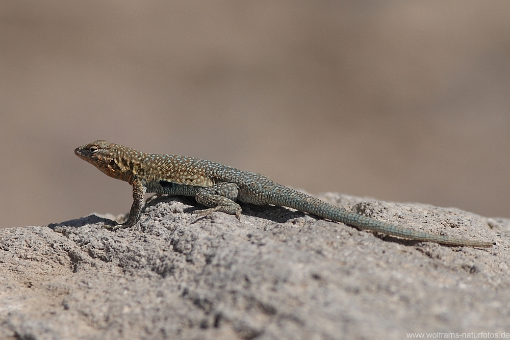 side_blotched_lizard