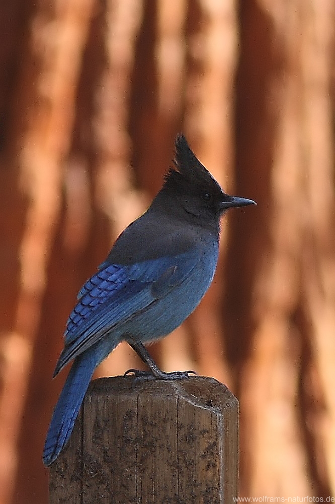 stellers_jay
