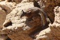 Chipmunk/Streifenhörnchen 