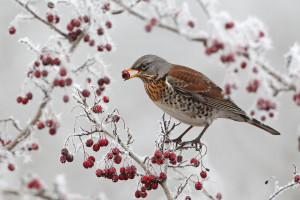 Wacholderdrossel (Turdus pilaris)
