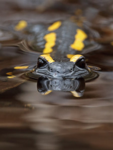Feuersalamander (Salamandra salamandra)